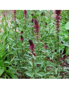 Lysimaque pourpre Beaujolais 2