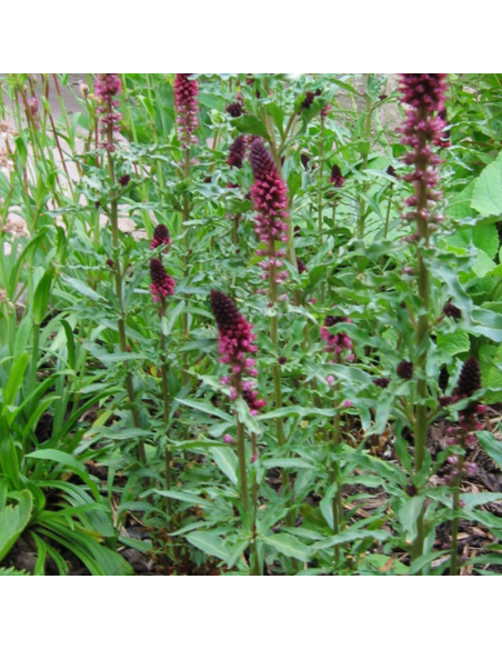 Lysimaque pourpre Beaujolais