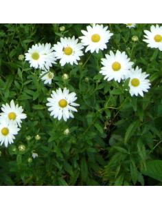 Grande marguerite d'automne 2