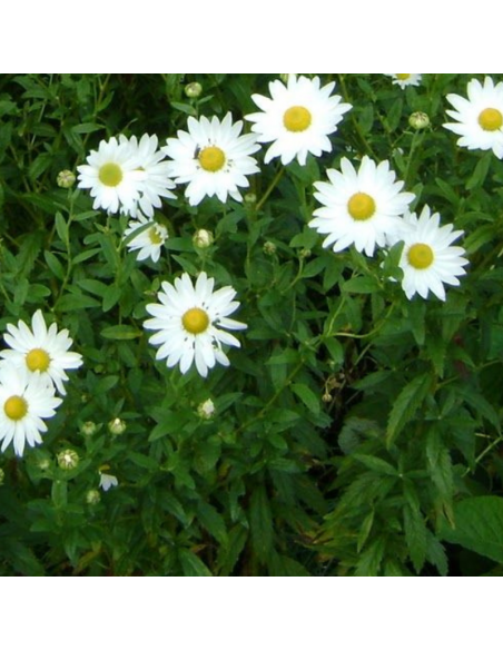 Grande marguerite d'automne
