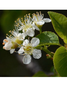 Cerisier de Sainte Lucie - Prunus Mahaleb 2