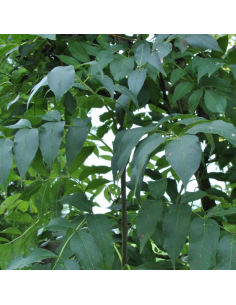 Frêne commun - Fraxinus Excelcior 2