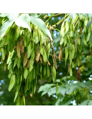 Frêne commun - Fraxinus Excelcior