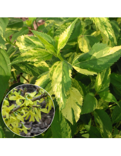 Forsythia intermedia variegata