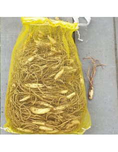 Bulbe Ail des ours - Allium ursinum