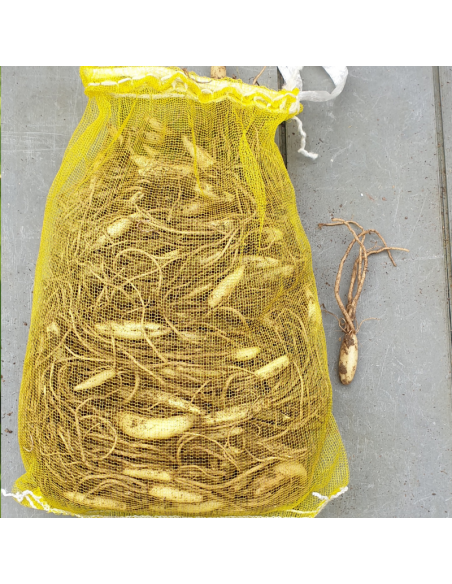 Bulbe Ail des ours - Allium ursinum