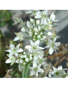 Bulbe Ciboule de Chine - Allium tuberosum 2