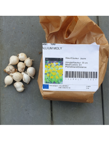 Bulbe d'ail doré - Allium Moly