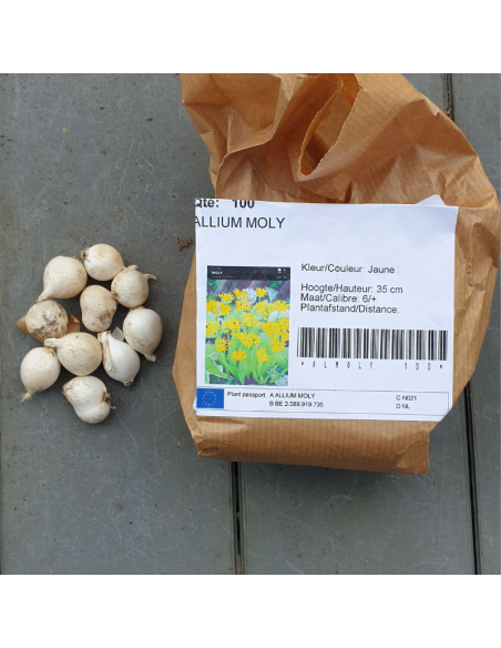 Bulbe d'ail doré - Allium Moly