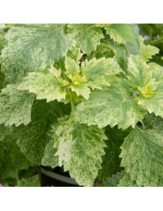 Calament à grandes fleurs à feuillage panaché 2