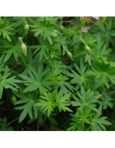 Géranium tubéreux - Geranium tuberosum 2