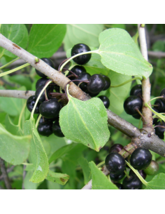 Nerprun purgatif - Rhamnus Cathartica 2