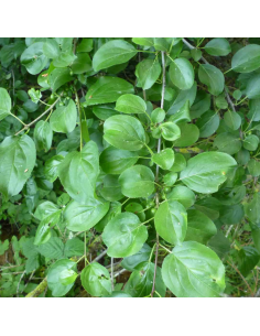 Nerprun purgatif - Rhamnus Cathartica 2