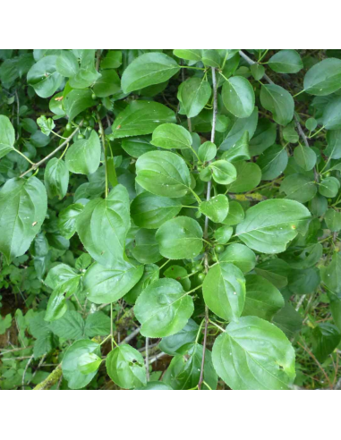 Nerprun purgatif - Rhamnus Cathartica