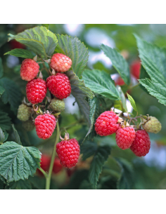Framboisier Glen Clova - Racines nues 2