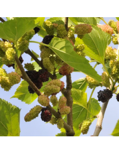 Mûrier nain Mojo Berry - Morus bonbonberry 2