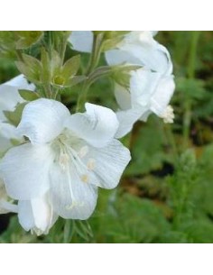 Valériane grecque blanche