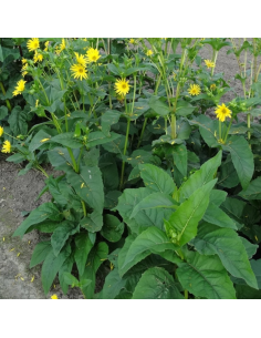 Silphium hybrida Maya - Silphie hybride Maya 2