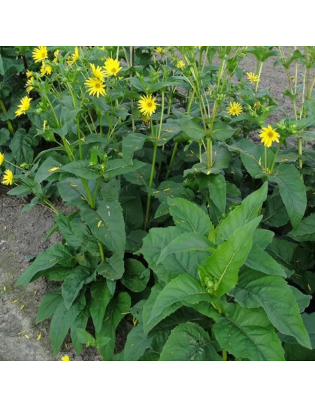 Silphium hybrida Maya - Silphie hybride Maya