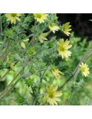 Silphium mohrii