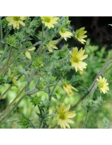 Silphium mohrii