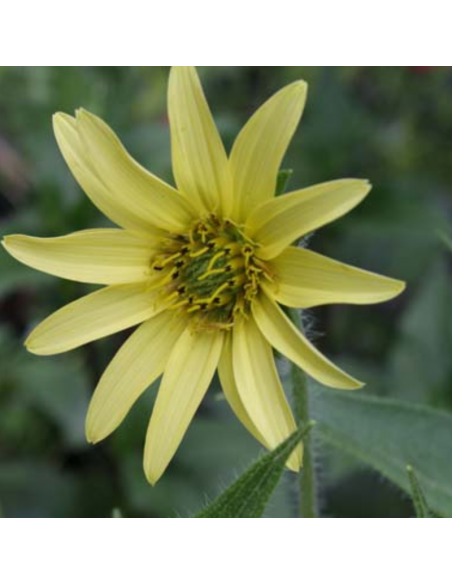 Silphium mohrii