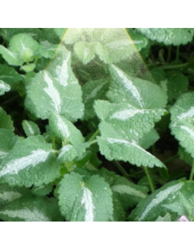 Lamier tacheté Shell Pink