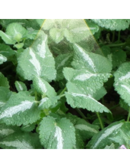 Lamier tacheté Shell Pink