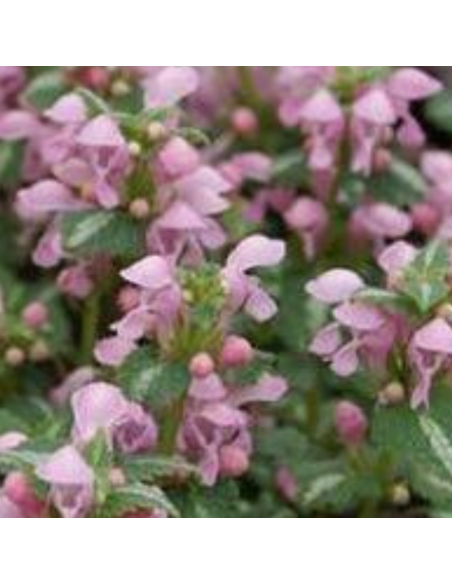 Lamier tacheté Shell Pink