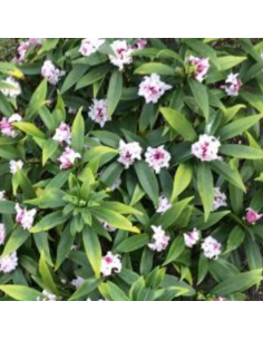 Daphné odora aureomarginata 2