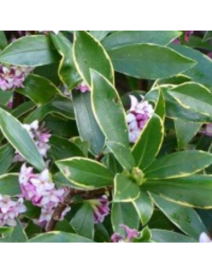 Daphné odora aureomarginata