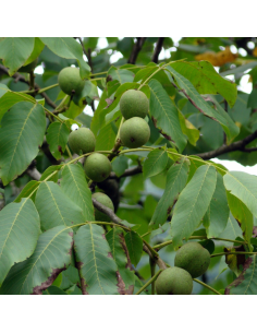 Noyer commun - Juglans Regia 2