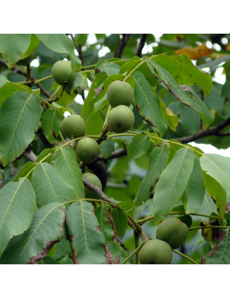 Noyer commun - Juglans Regia
