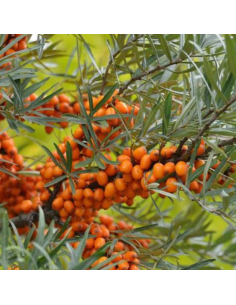 Argousier femelle Leikora