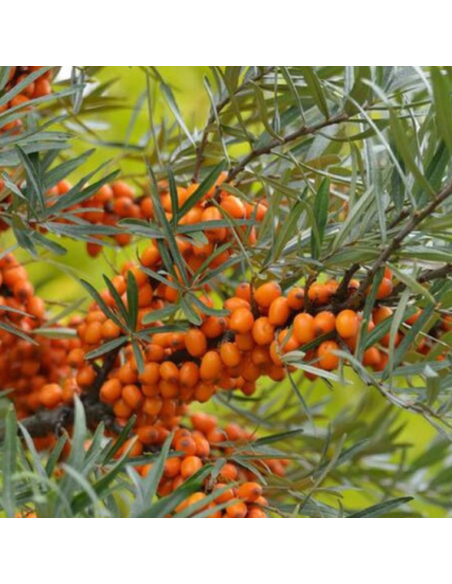 Argousier femelle Leikora