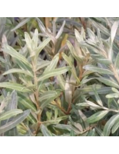 Argousier femelle Leikora 2