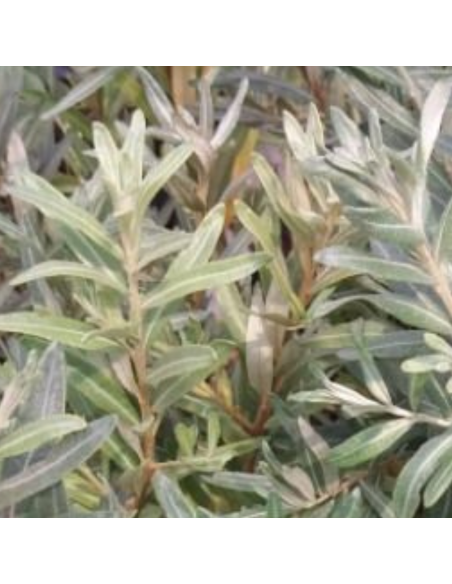 Argousier femelle Leikora