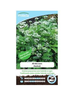 Semences Ail des ours