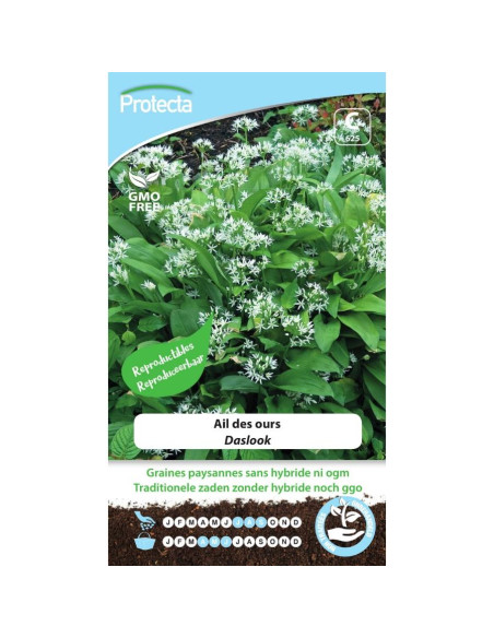 Semences Ail des ours