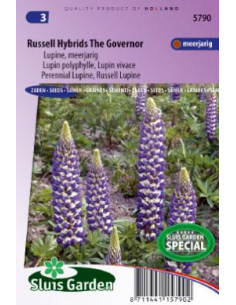 Semences Lupin bleu - Lupinus the governor