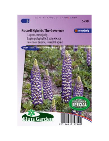 Semences Lupin bleu - Lupinus the governor