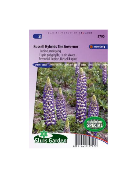 Semences Lupin bleu - Lupinus the governor
