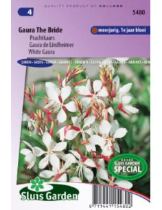 Semences Gaura de Lindheimeri the Bride