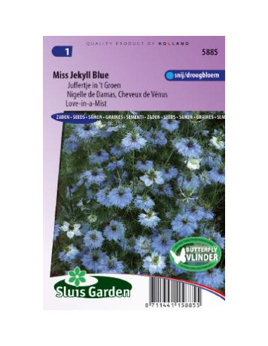 Semences Nigelle de Damas