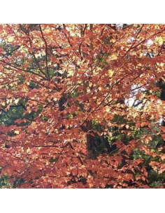 Alisier torminal - Sorbus torminalis 2