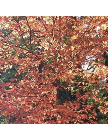 Alisier torminal - Sorbus torminalis