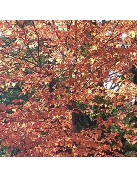 Alisier torminal - Sorbus torminalis