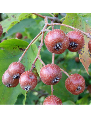 Alisier torminal - Sorbus torminalis