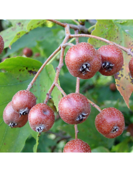 Alisier torminal - Sorbus torminalis