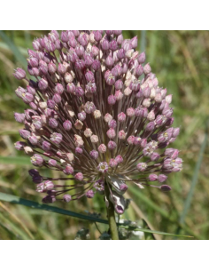 Poireau perpétuel - Allium ampeloprasum